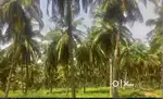 COCONUT FARM, 20000 sqft POULTRY FARM FOR LEASE AND SALE