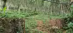 Rubber Plantation of 4 acres and 50 cents