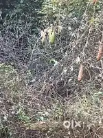 Plot for sale