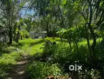 6.50 cents residential plot for sale - Plankalom mukku, Studio Road