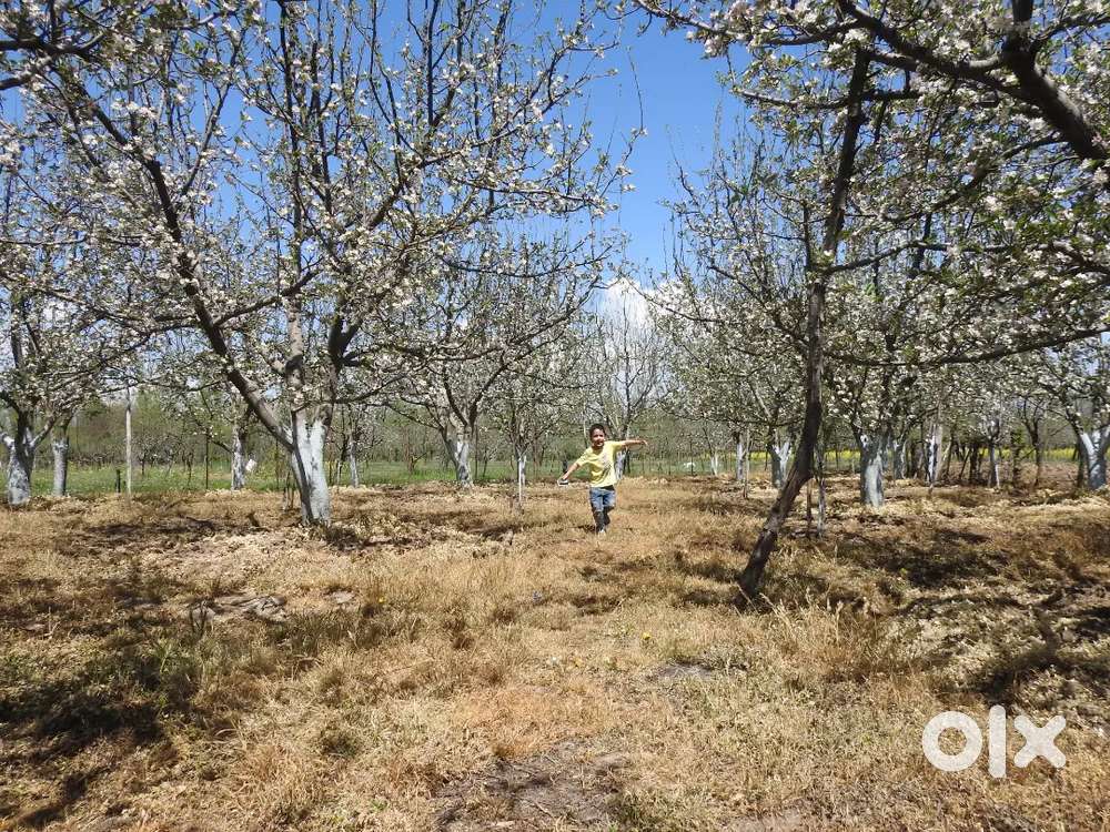 Orchard for sale
