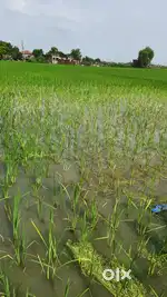 10 Biswa ka Plot hai ...Urgent sale krna hai