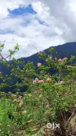 6 nali (12960 sqF) land , 6kms from Ecopark DHANOLTI