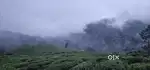 Munnar Aanachal kumminikunne 50 cent Land