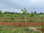 Bhogapuram Highway