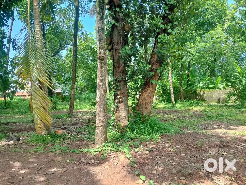 6cent 10cent Thattamala Peedikamukke near