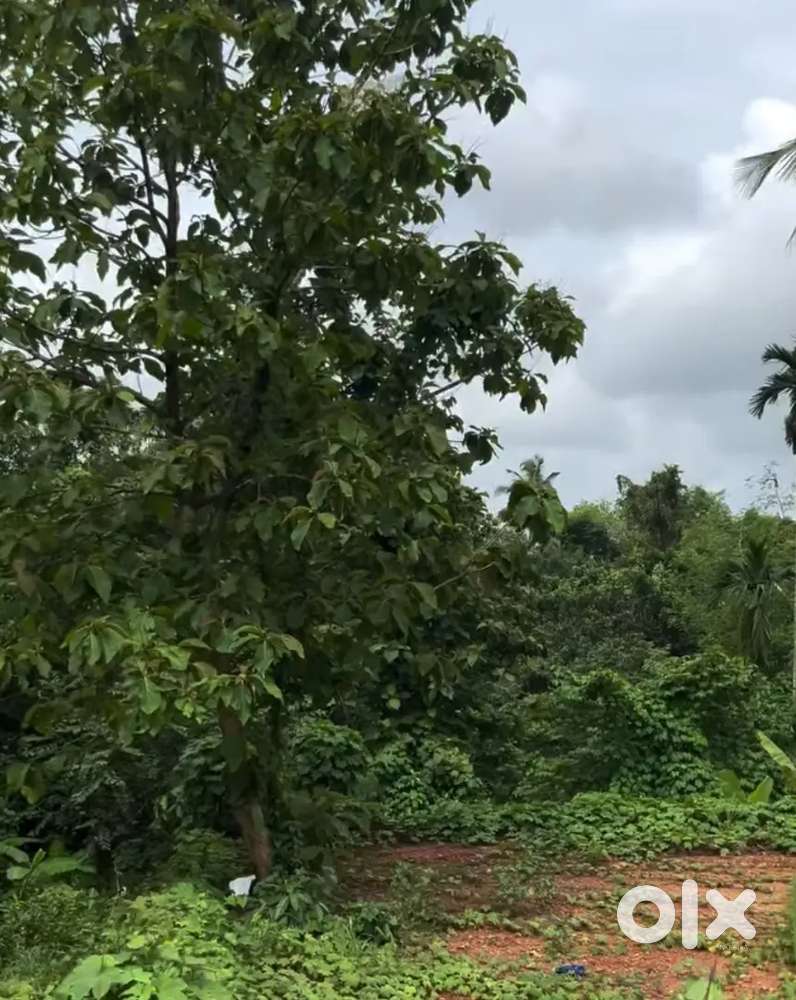 Beautiful plot for sale