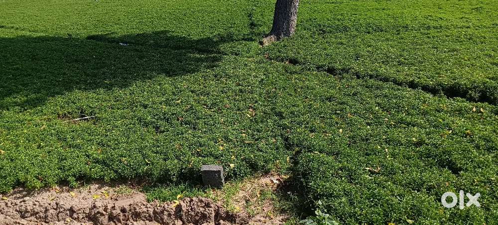 Plot for Sale 750sq yards at Darivada kothapalem Near GBC road