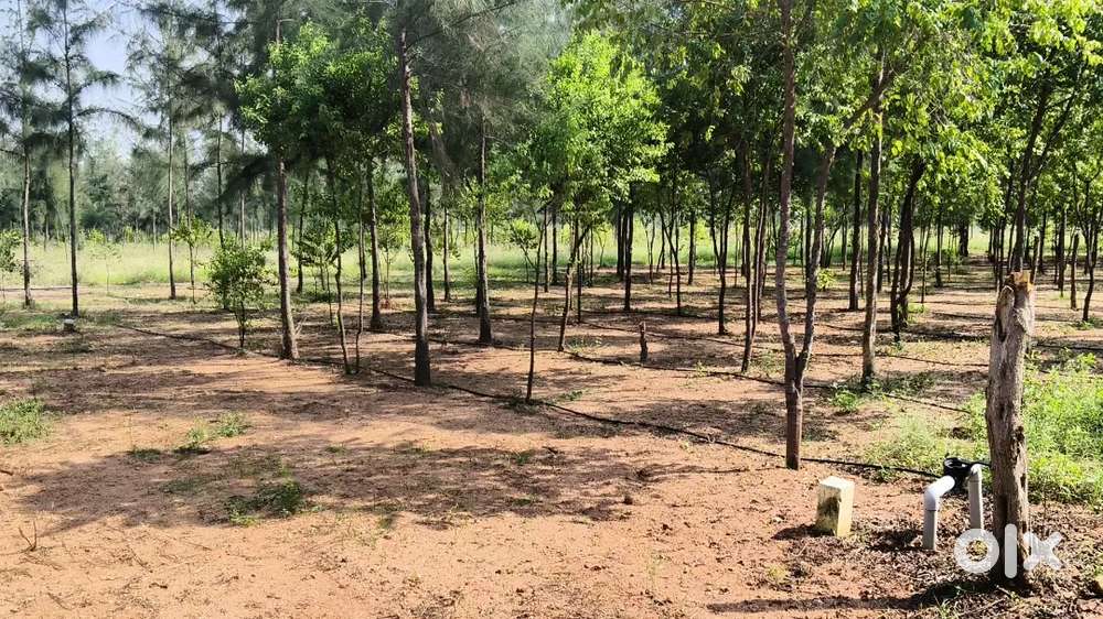 Low price plots at warangal Highway