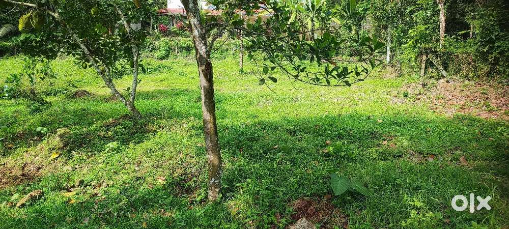 ചേന്നം പള്ളി 6 cent plot.1.25 .lakh.