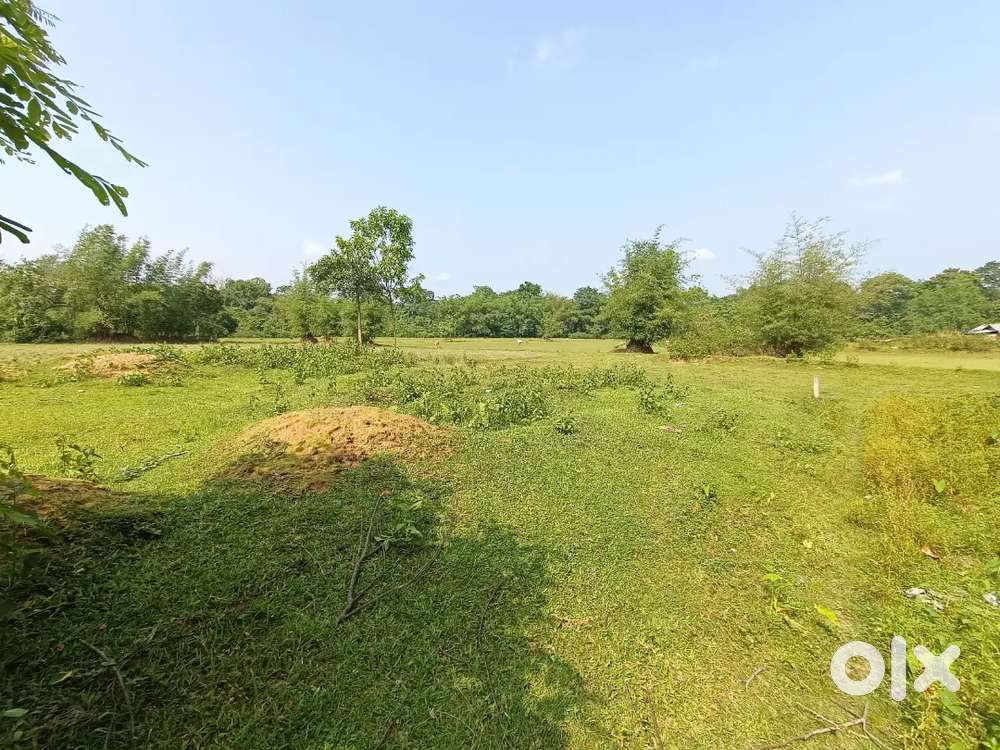 Land for sale Near Moran-Dibrugarh Highway