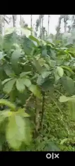 Aldur, Mudigere road - Land Area: 12 acres - Property Type: Coffee