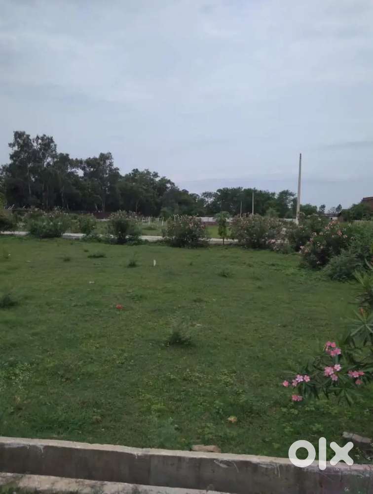 Singlax duplax plot TNCP plot avelibal