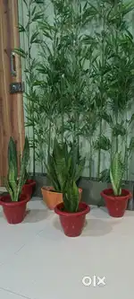 Snake Plant