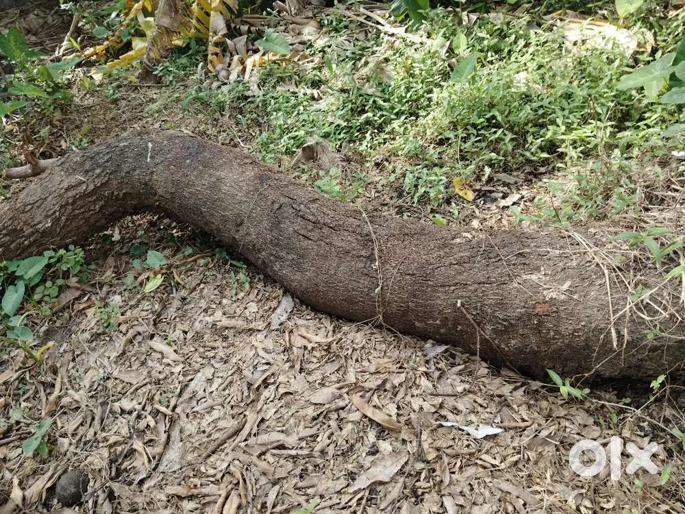 മാവിന്റെ തടി വിൽക്കാനുണ്ട്
