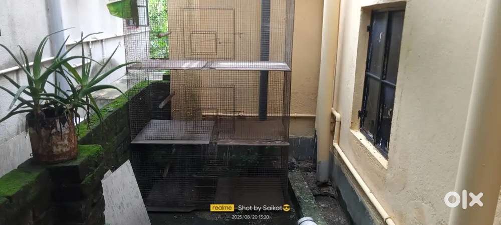 Iron bird cage 3 patisan