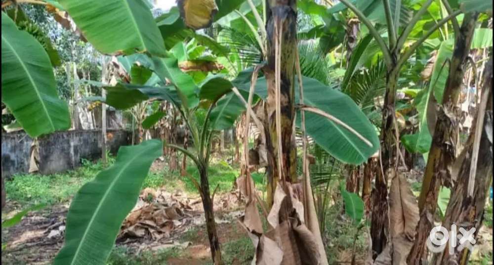 5 cent plot for sale near pachalloor vazhamuttom main road