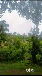 Pattithanam, Ettumanoor