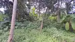 13 cent കര ഭൂമി പരുത്തിപ്പാറ jn