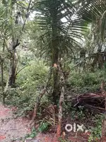 ഓച്ചിറ വസ്തു വില്പനക്ക് 21 സെന്റ്