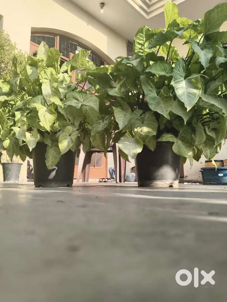 (Syngonium) plant 12 month alive plant (flower pot)