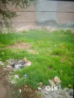 In goniana mandi