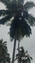 Low purged coconut farm sales