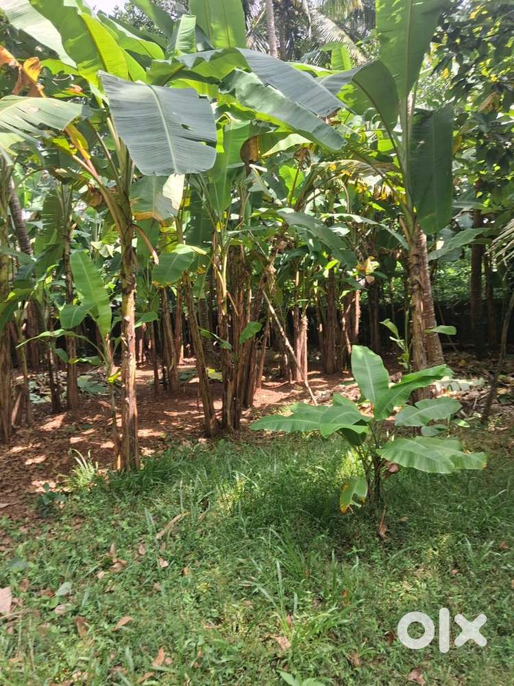 9.5 cent house plot with 10 feet road