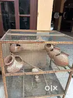 Big bird cage