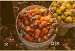 Cashew Feni