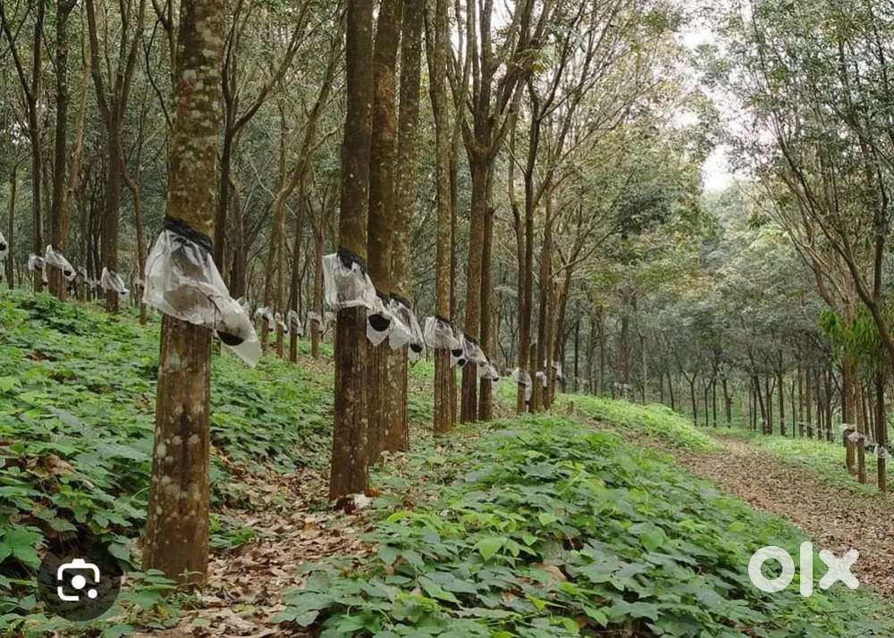 2 ഏക്കര്‍ റബര്‍ ആയൂര്‍