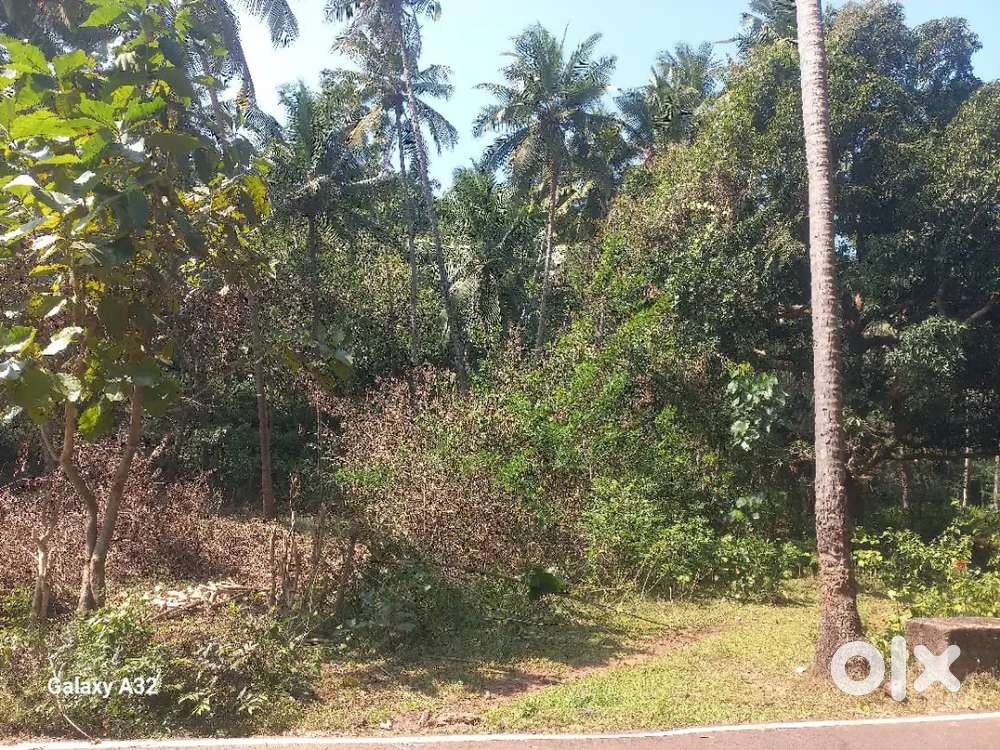 299sq birim shirshirem