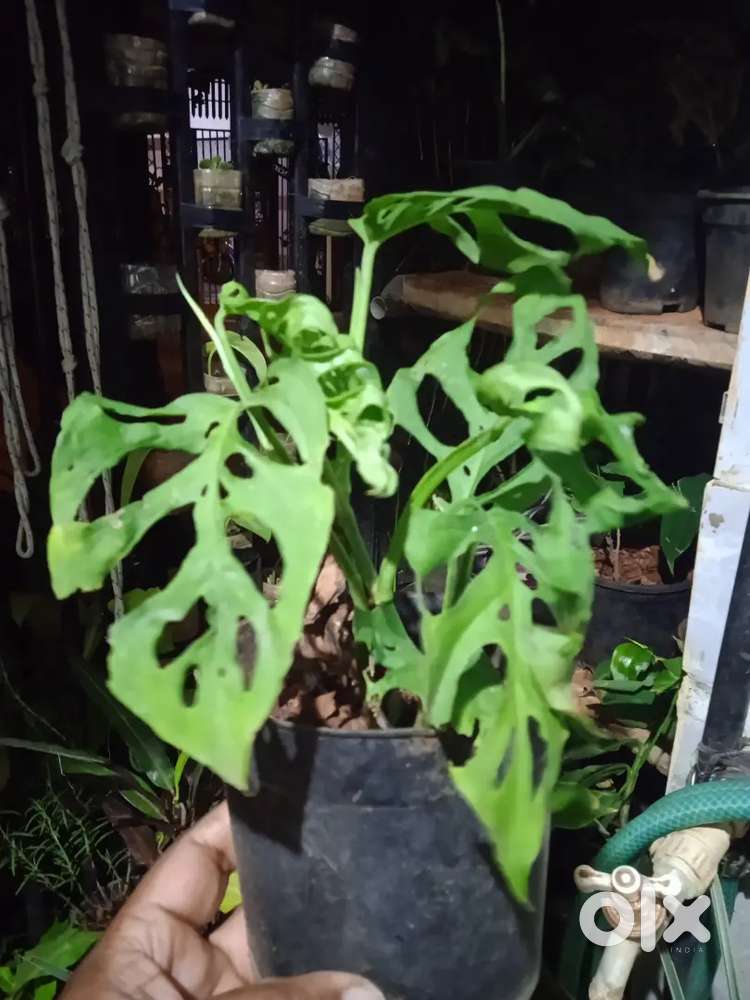 Indoor and Outdoor Plants for sale