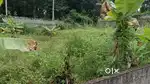 10 cent plot pothencode melemukku 50 mtr main road