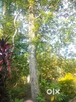 Qty 02 Aanjili tree