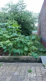 100 gaj plot 30*30 two side open sadak 30-30 foot dono taraf