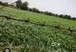 पाटन 1 बीघा जनरल जमीन