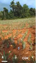 48 Cents plot for sale near Perumbavoor