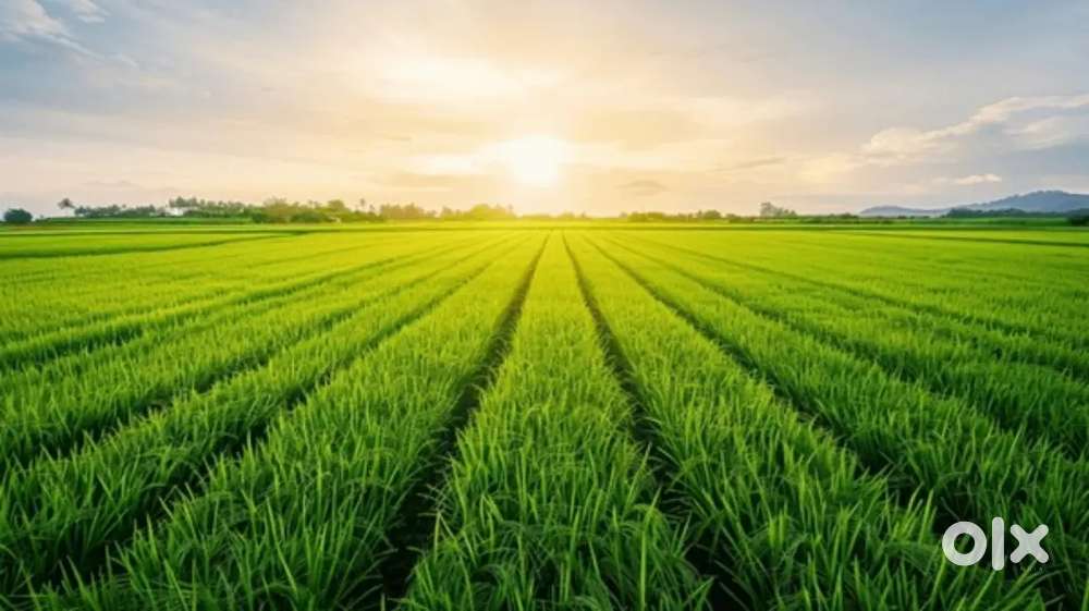 Agriculture land Kanpur Fatehpur Highway