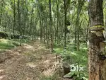 3 Acre rubber purayidom near 2km tomonippally Kuravilangad 500 trees