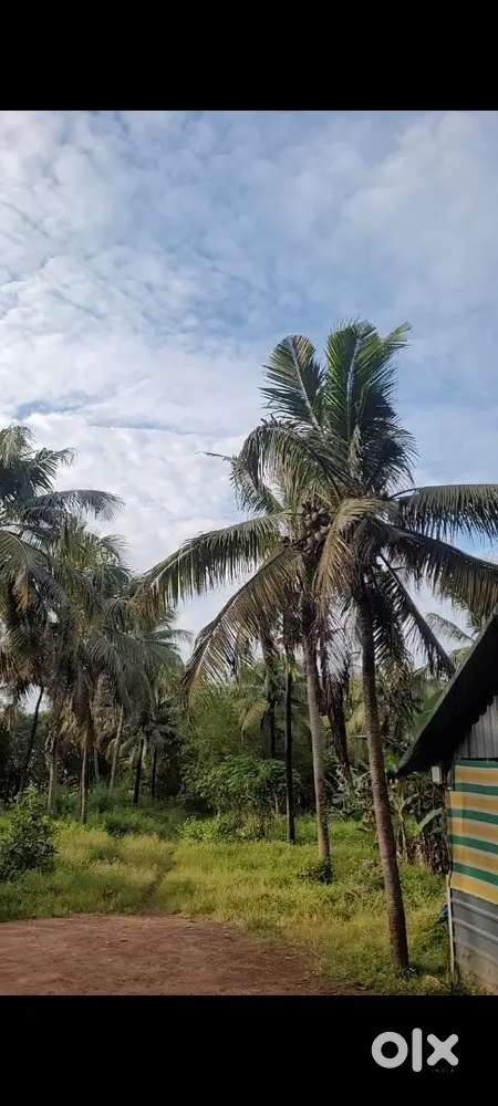 Plot for sale , 1.5 acre ,Near Mother arts and science  college