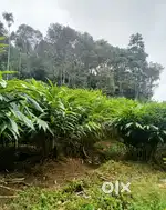 Vagamon 14 AC Cardamom and tea LA pattayam Land For Sale