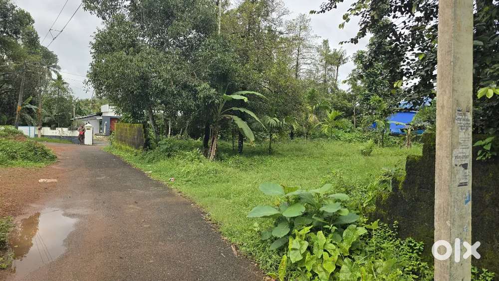Angamaly mookkannoor 22 cent house plot for sale immediately