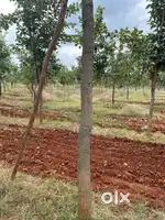 Invest in Redsandal farmland just 25 cents 8.5 lakhs