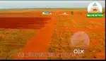 Red sandal Agriculture Land for sale