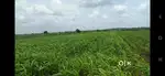 Agricultural land sell in betadur Village hubli
