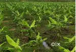 1.71 Acres farm land immediate sale Oothimalai  18 km Annur