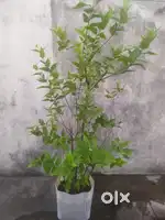 Jaasmin plant