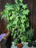 6ft artificial Plant