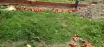मूल्य 2750 फिट